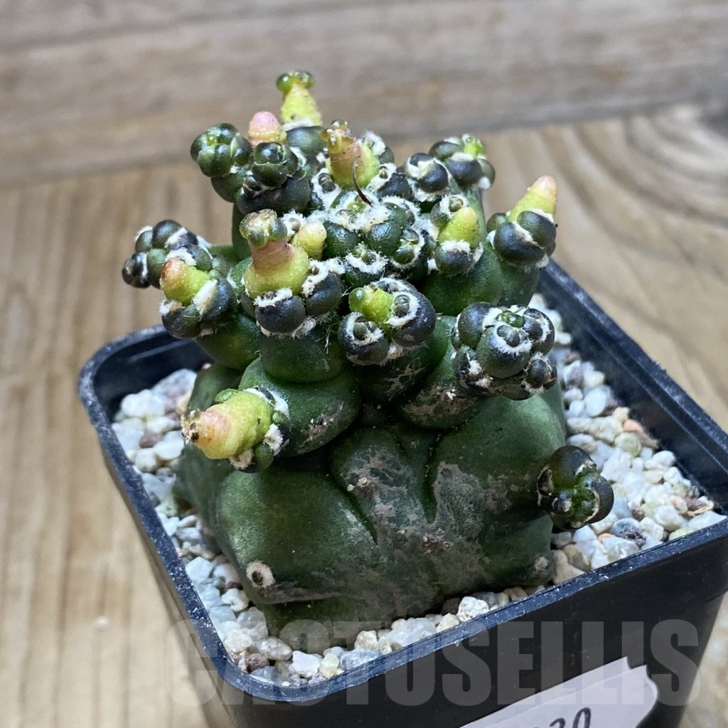 SH8930 Gymnocalycium mihanovichii 'Transformer' - Image 2