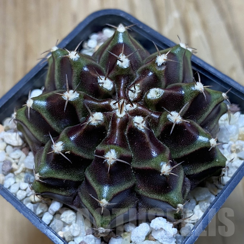 SH8931 Gymnocalycium mihanovichii ‘Black Widow’ hybrid, seedling