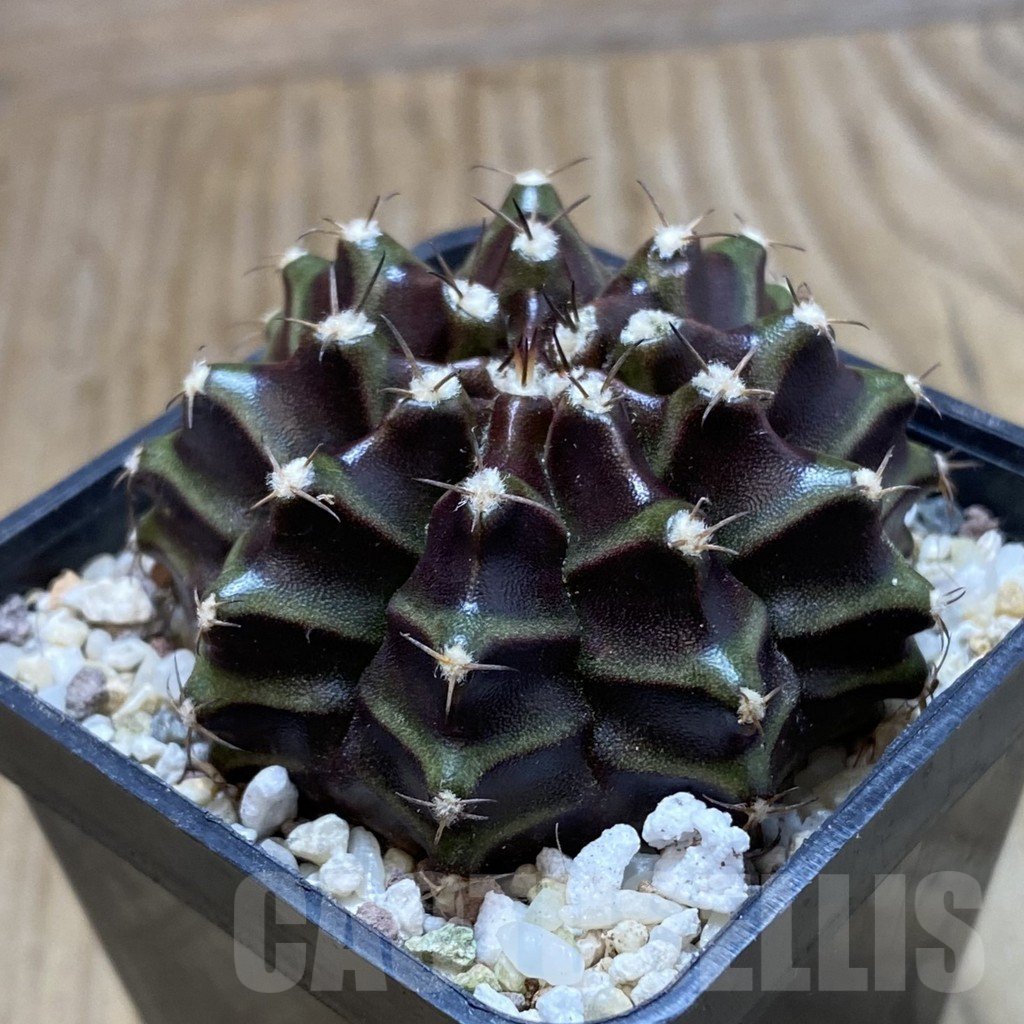 SH8931 Gymnocalycium mihanovichii ‘Black Widow’ hybrid, seedling - Image 2