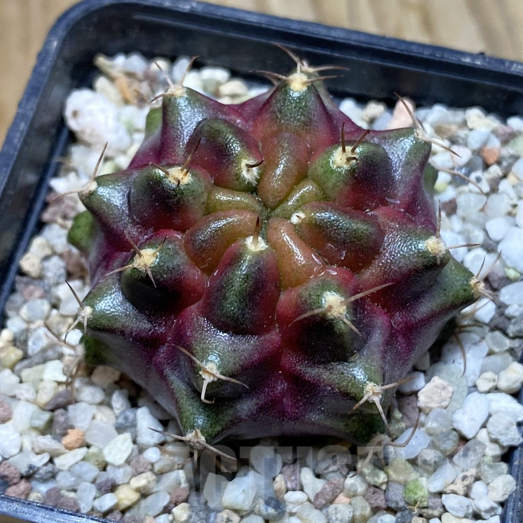SH8933 Gymnocalycium mihanovichii 'Purple Nebula'