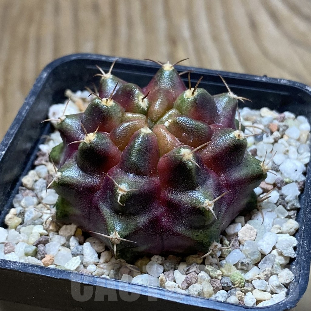SH8933 Gymnocalycium mihanovichii 'Purple Nebula' - Image 2