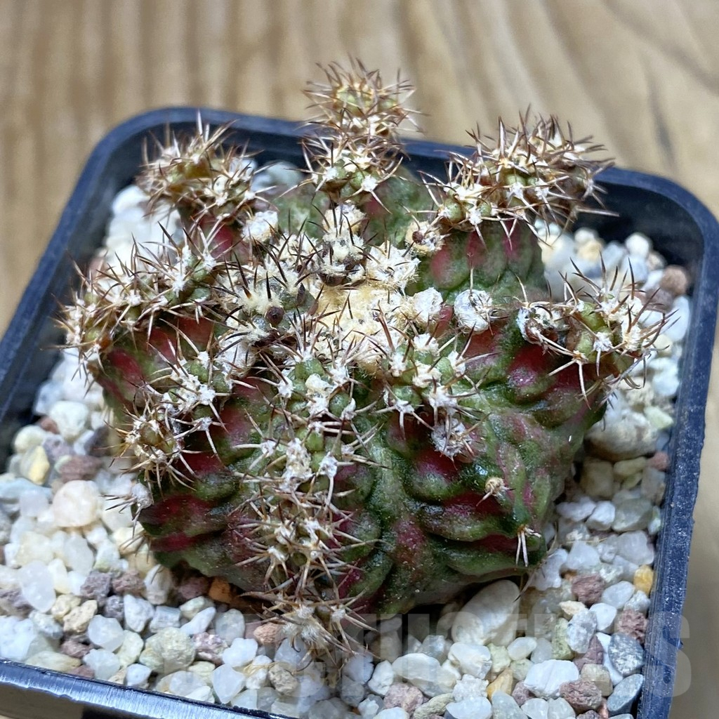 SH8936 Gymnocalycium mihanovichii ‘T-Lux’ hybrid, seedling