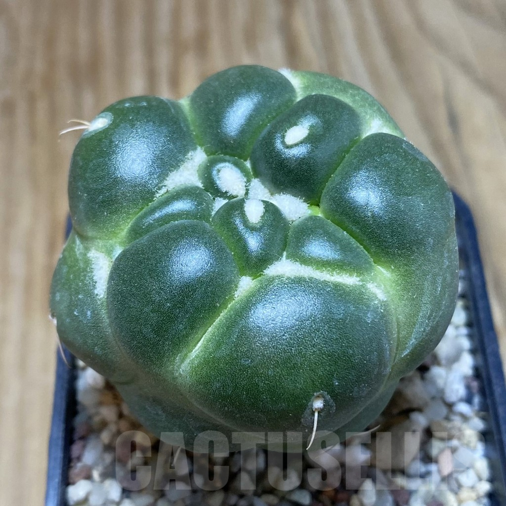 SH8888 Coryphantha elephantidens ‘inermis’