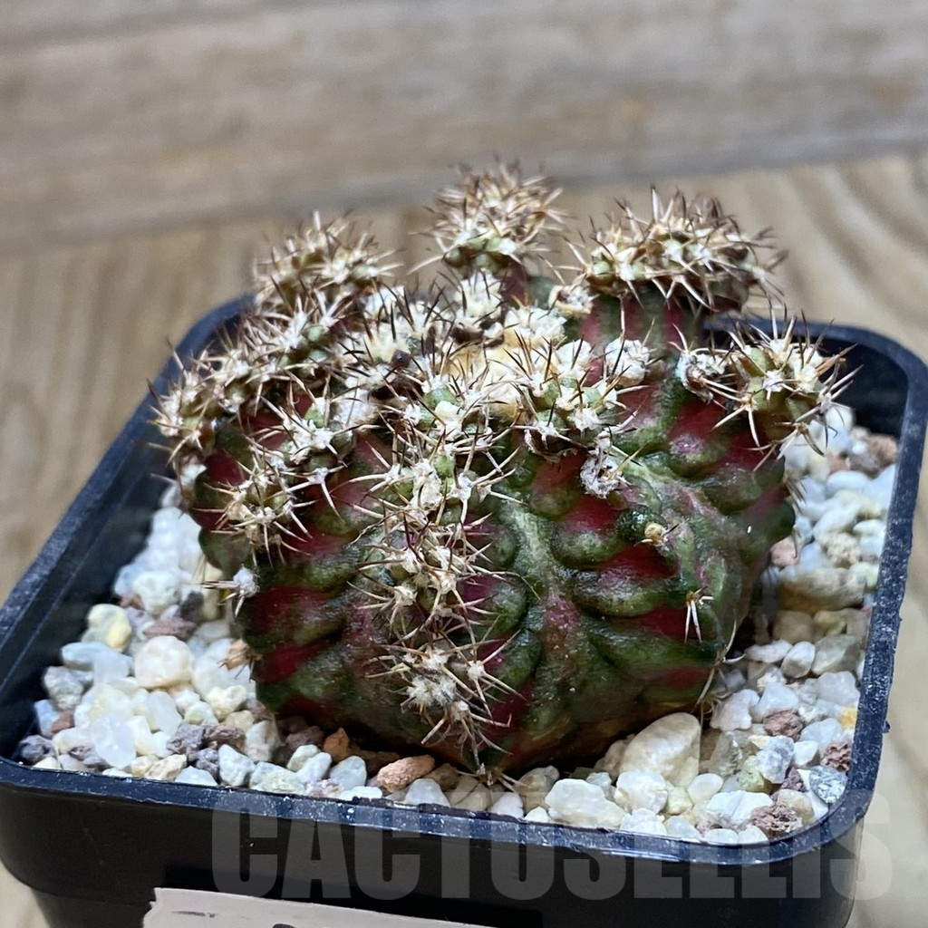 SH8936 Gymnocalycium mihanovichii ‘T-Lux’ hybrid, seedling – Image 2