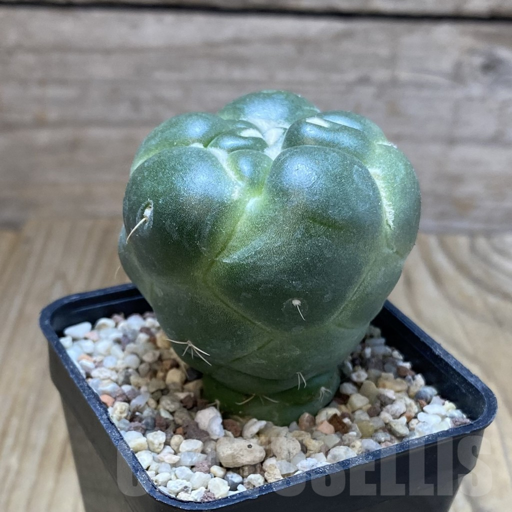 SH8888 Coryphantha elephantidens ‘inermis’ - immagine 2