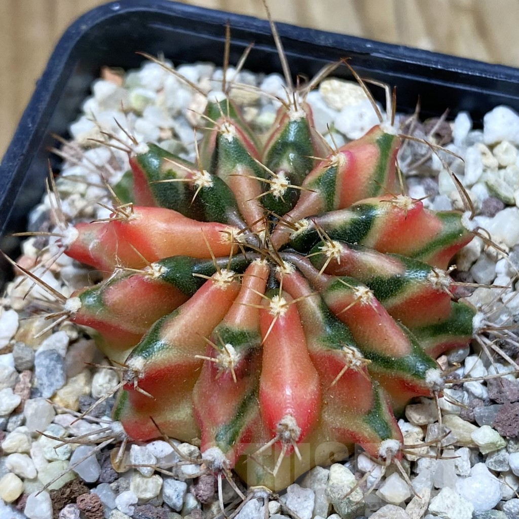 SH8942 Gymnocalycium mihanovichii 'Hawaii'