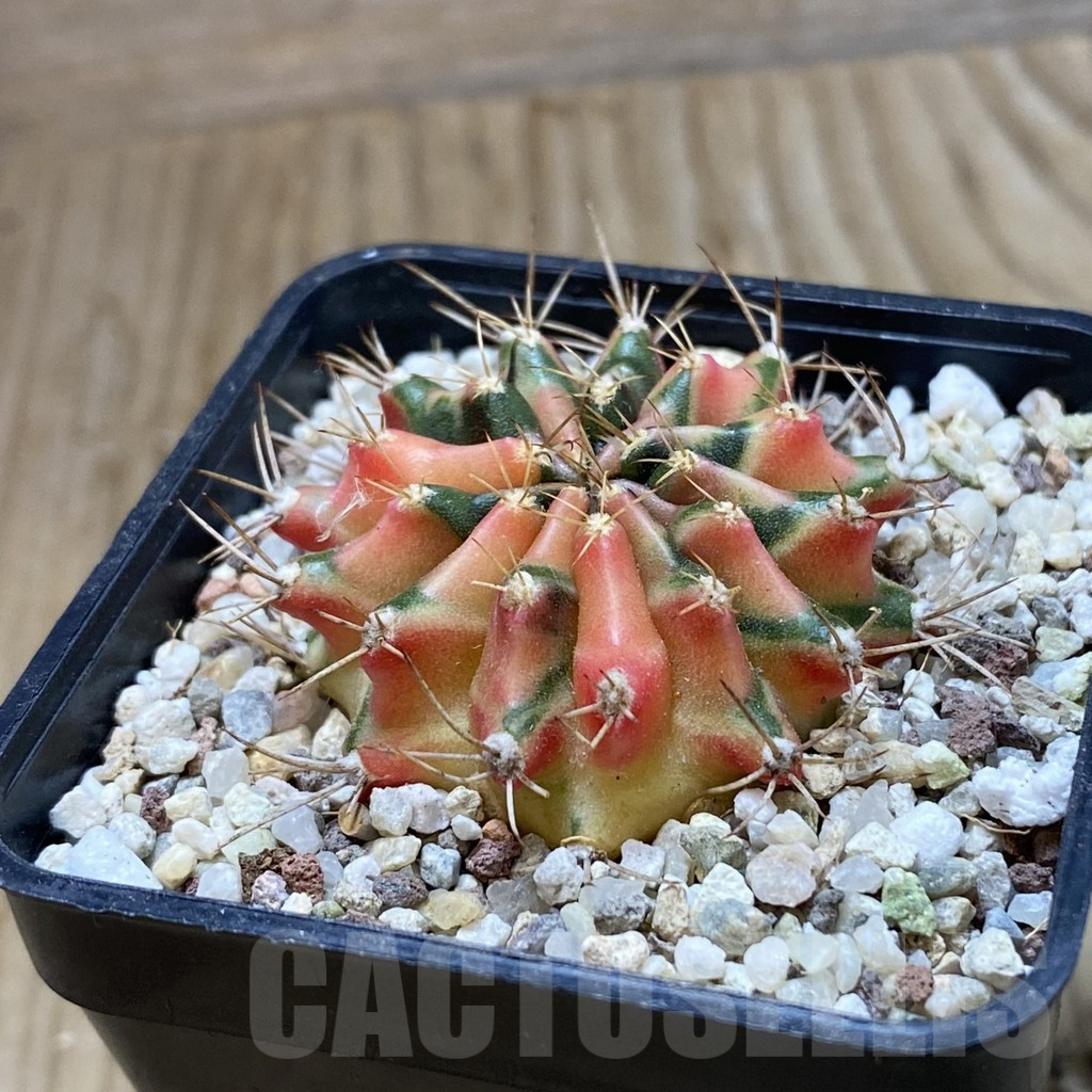 SH8942 Gymnocalycium mihanovichii 'Hawaii' - Image 2