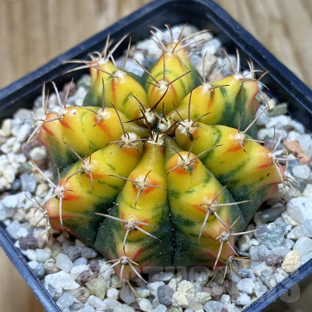 SH8943 Gymnocalycium mihanovichii 'Sunset'