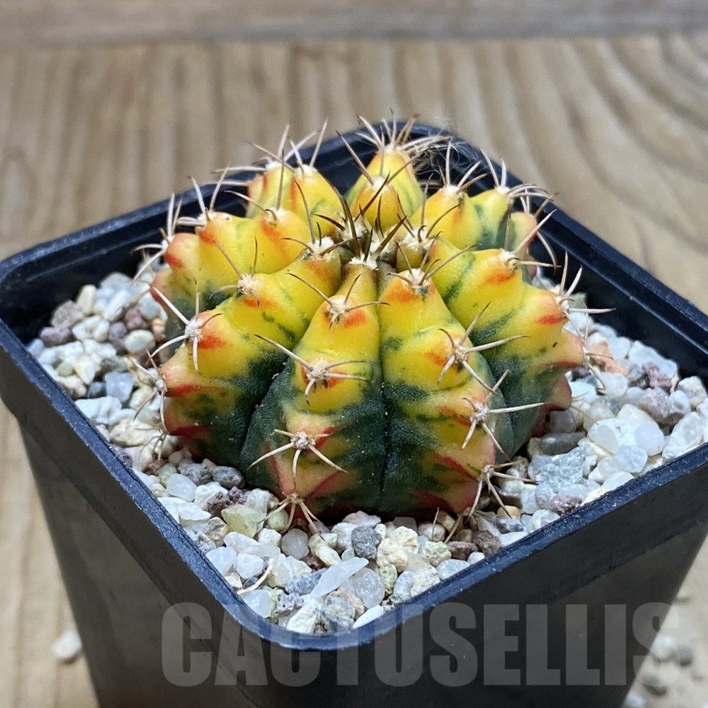 SH8943 Gymnocalycium mihanovichii 'Sunset' - immagine 2
