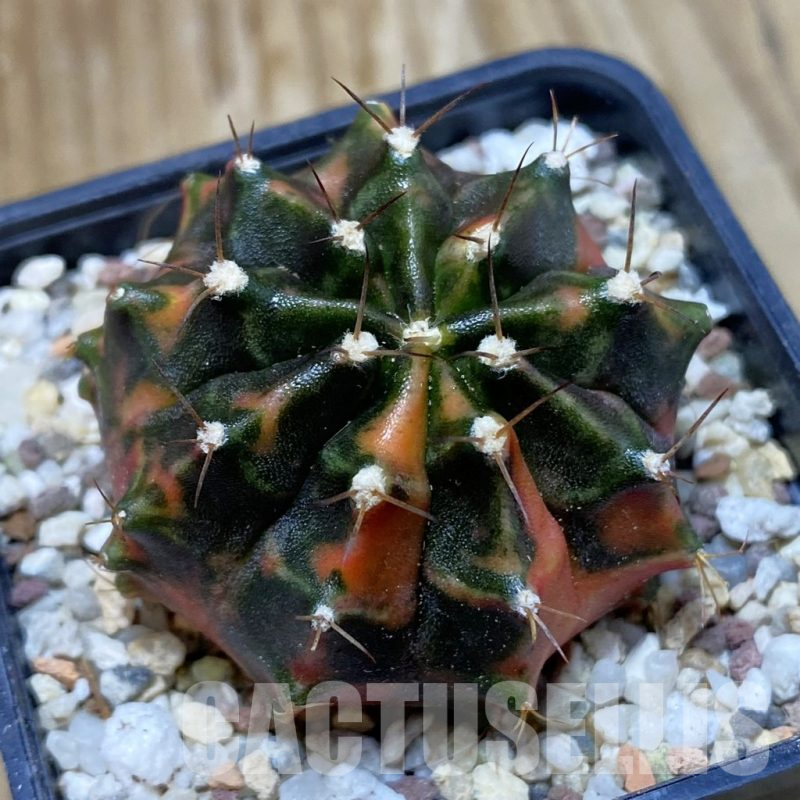 SH8945 Gymnocalycium mihanovichii ‘Orenji’