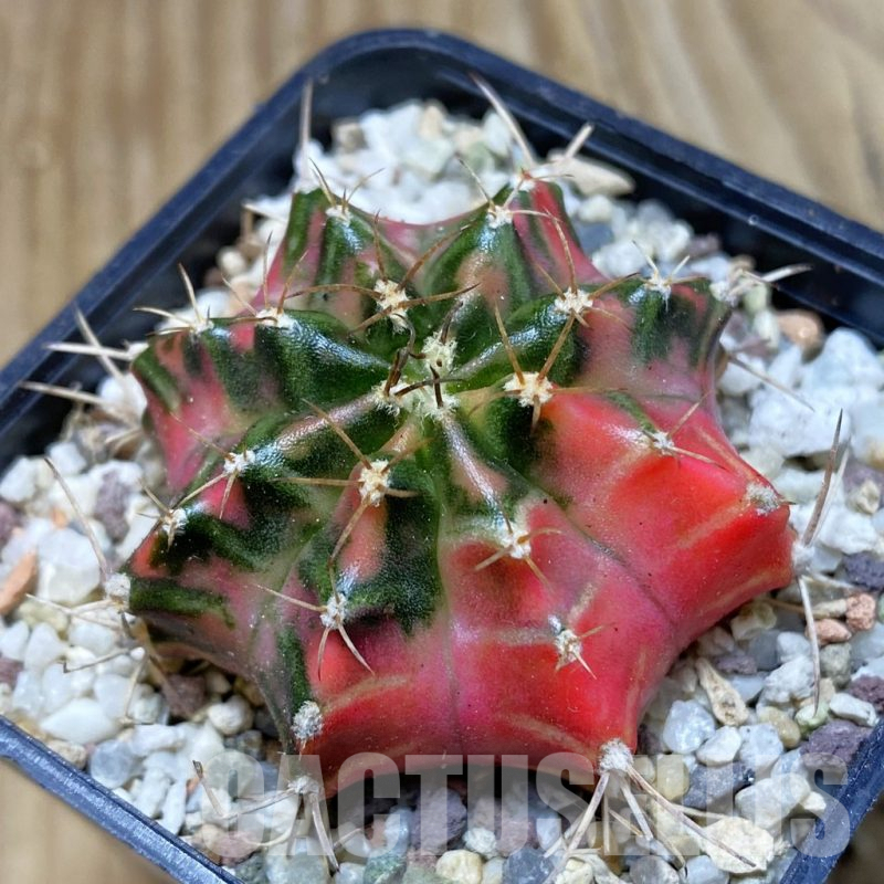SH8946 Gymnocalycium mihanovichii 'Papaya'