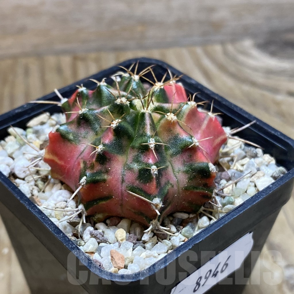 SH8946 Gymnocalycium mihanovichii 'Papaya' - Image 2