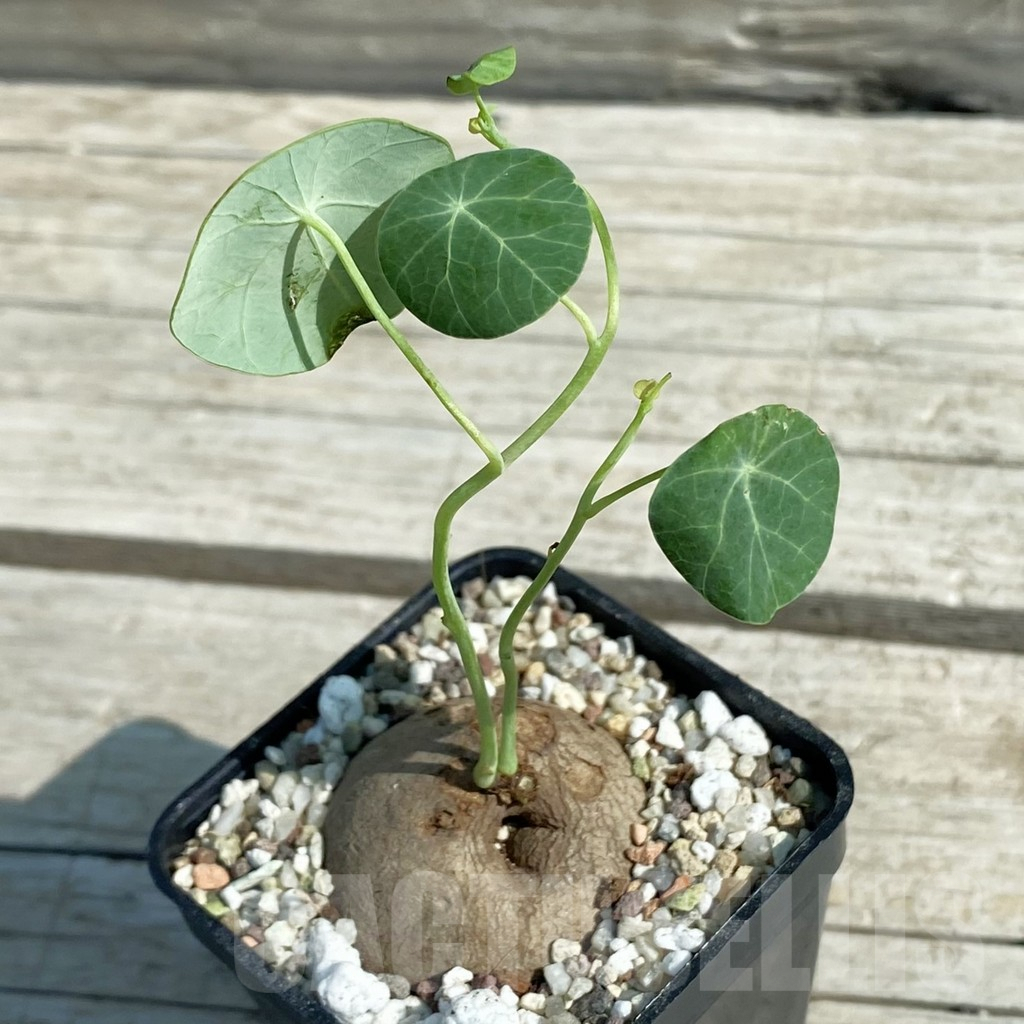 SH8879 Stephania erecta