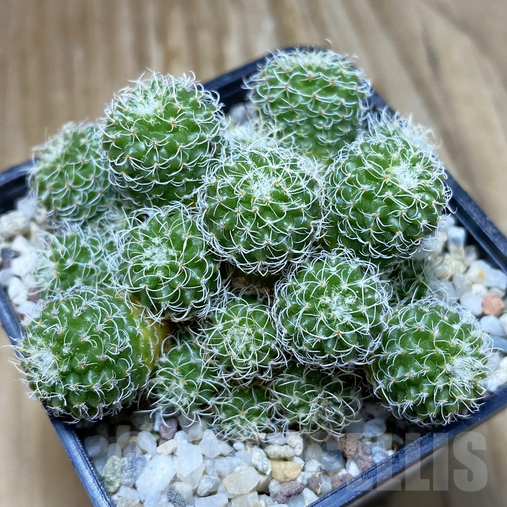 SH8892 Turbinicarpus horripilus f. monstrosa