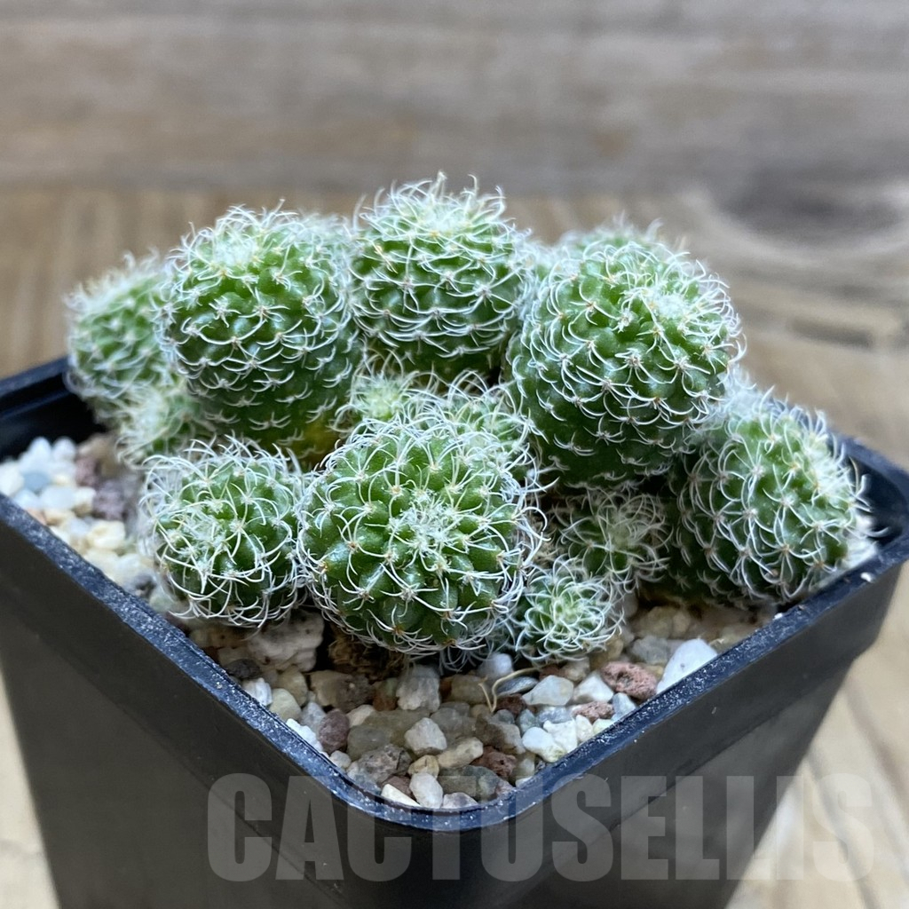 SH8892 Turbinicarpus horripilus f. monstrosa - Image 2