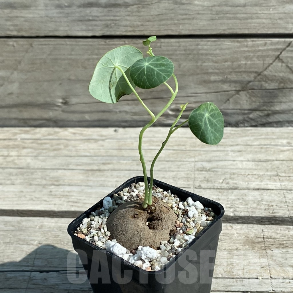 SH8879 Stephania erecta - immagine 2