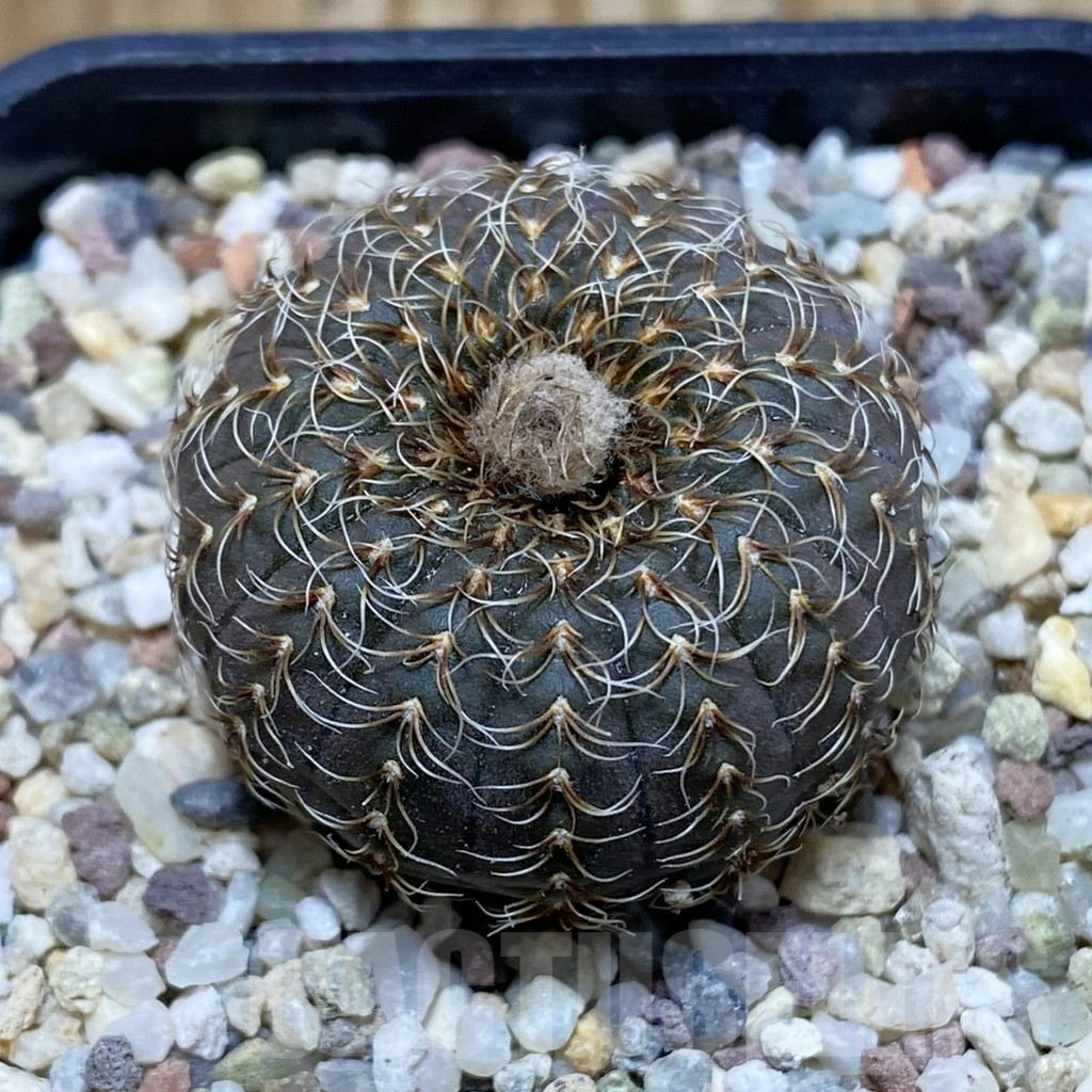 SH8893 Frailea asterioides