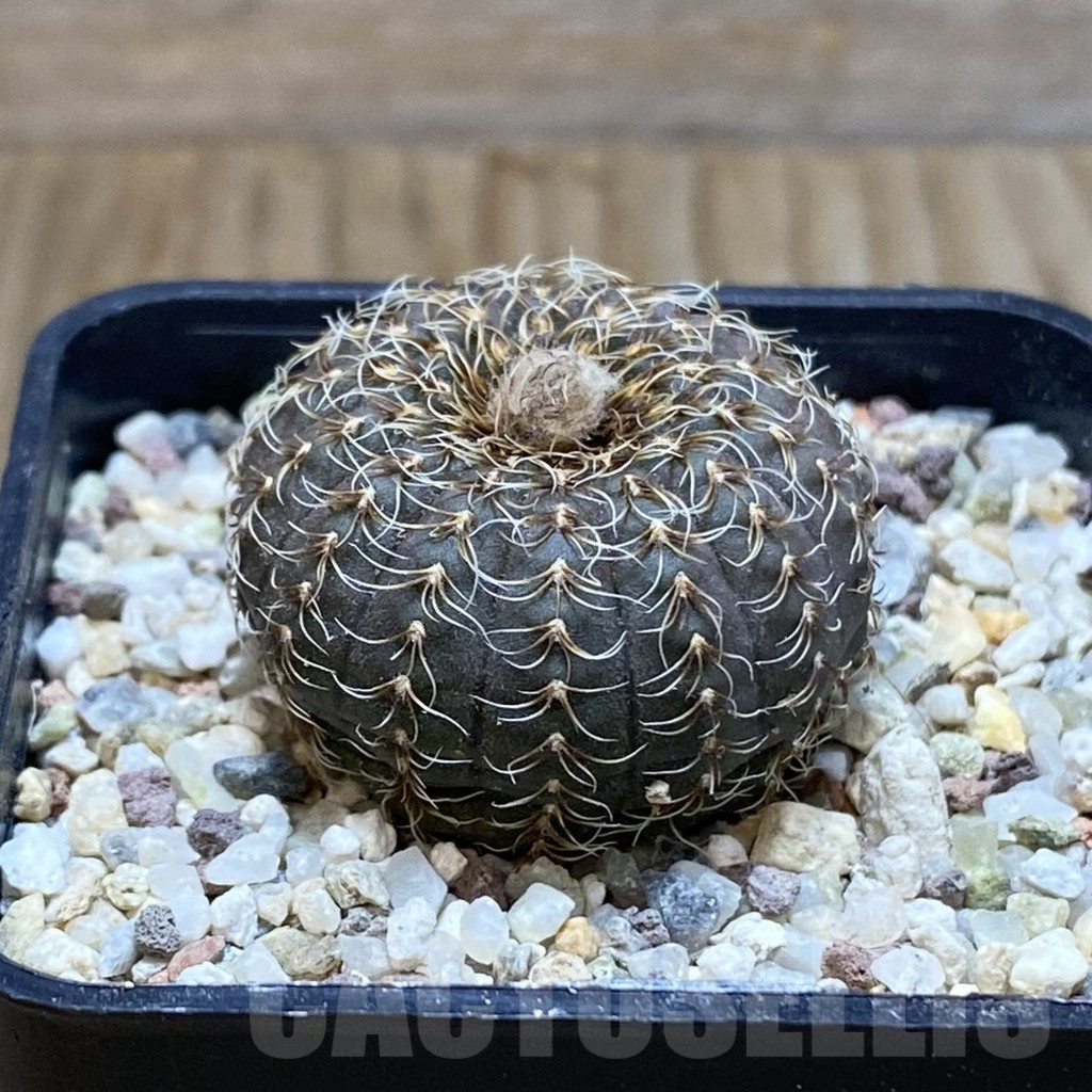 SH8893 Frailea asterioides - Image 2