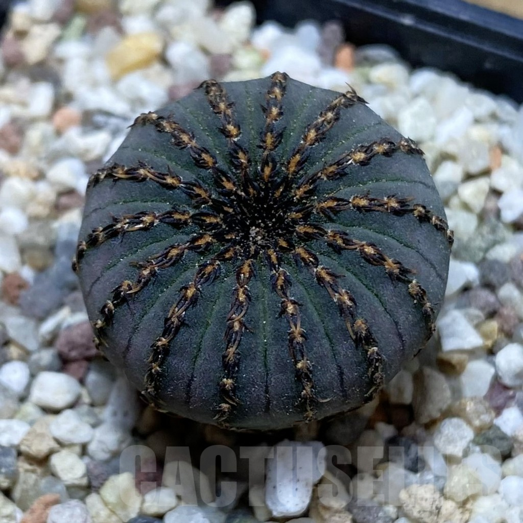 SH8895 Frailea asterioides