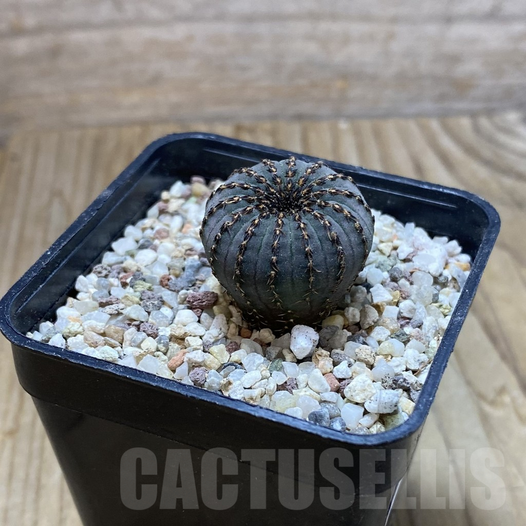 SH8895 Frailea asterioides - Image 2