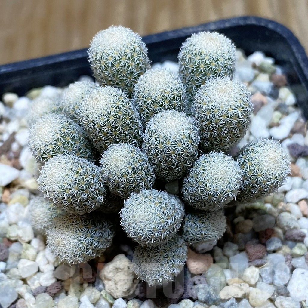 SH8896 Epithelantha micromeris f. monstrosa