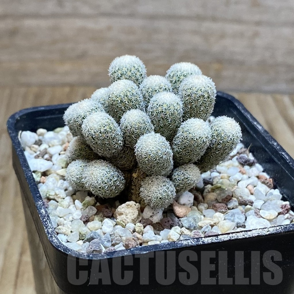 SH8896 Epithelantha micromeris f. monstrosa - Image 2