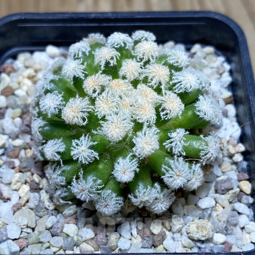 SH8897 Mammillaria plumosa ‘Snow’
