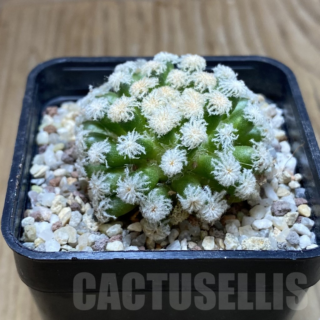 SH8897 Mammillaria plumosa ‘Snow’ – Image 2