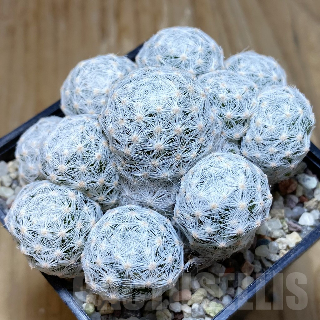 SH8898 Mammillaria humboldtii v. caespitosa