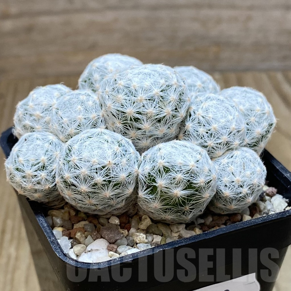 SH8898 Mammillaria humboldtii v. caespitosa - Image 2