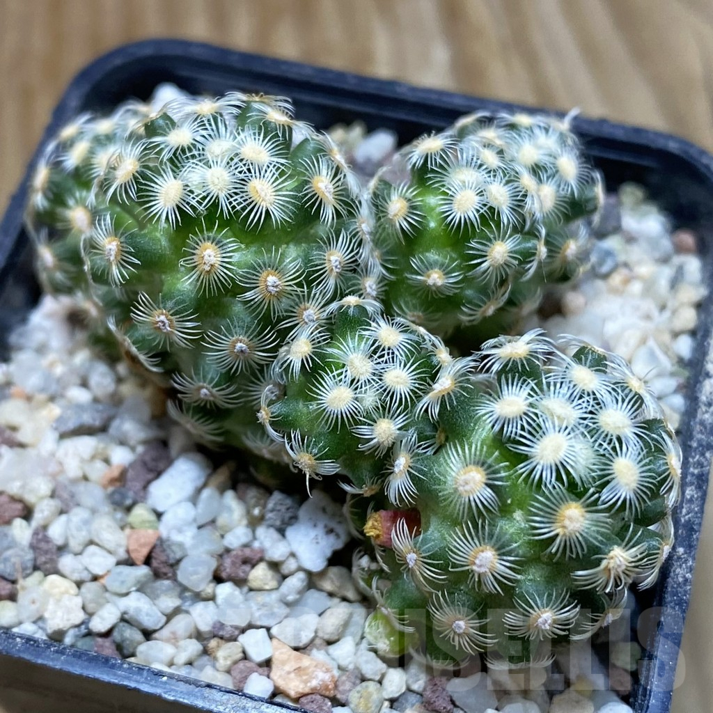 SH8901 Mammillaria saboae v. haudeana