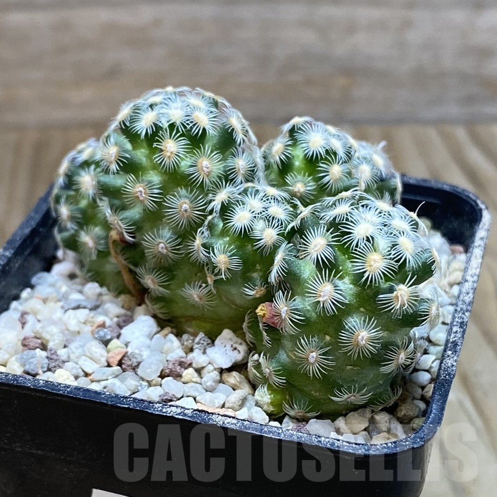 SH8901 Mammillaria saboae v. haudeana - 画像 (2)