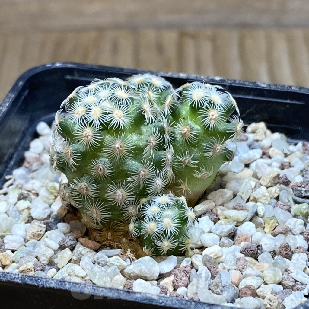 SH8902 Mammillaria saboae v. haudeana - immagine 2