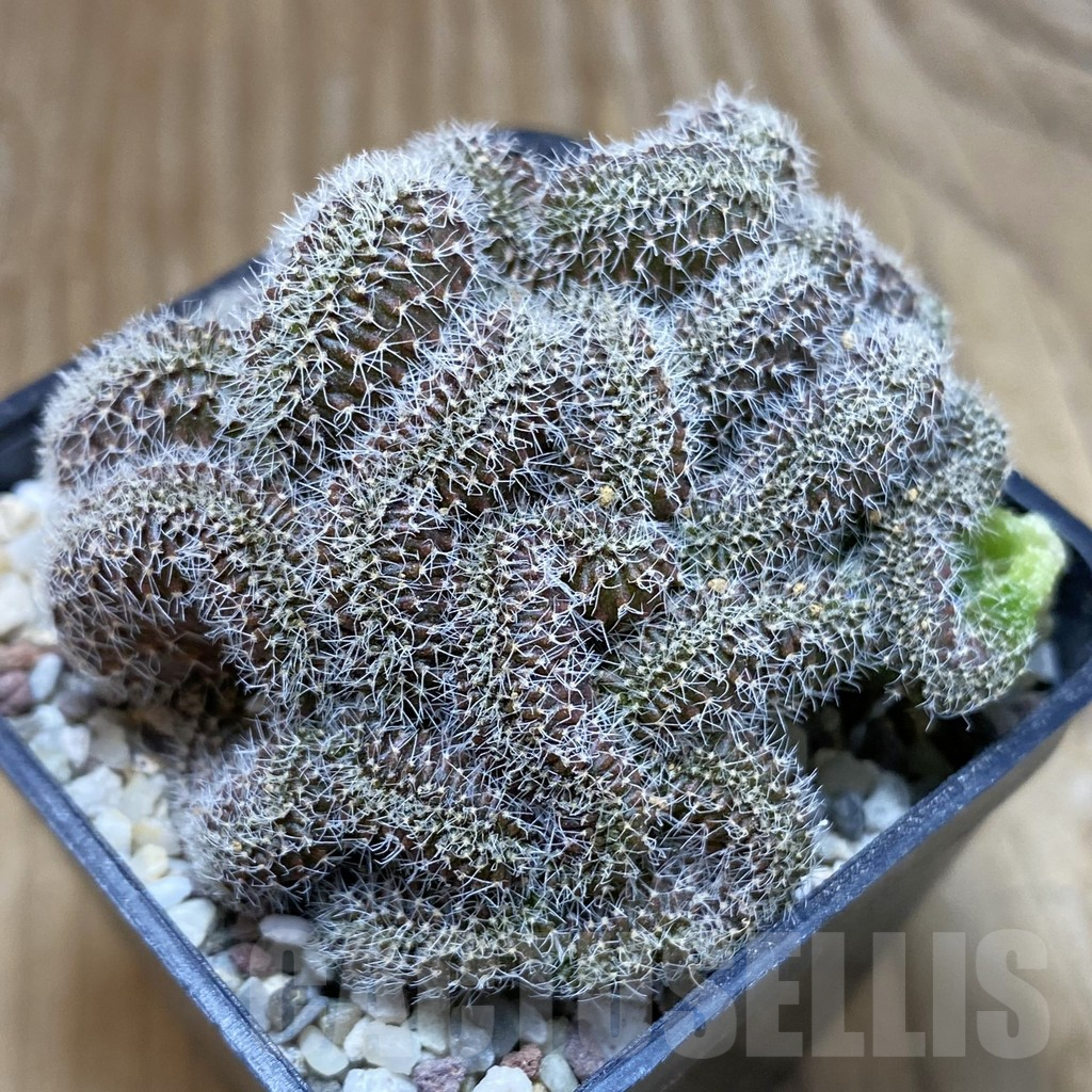 SH8905 Setiechinopsis mirabilis f. cristata