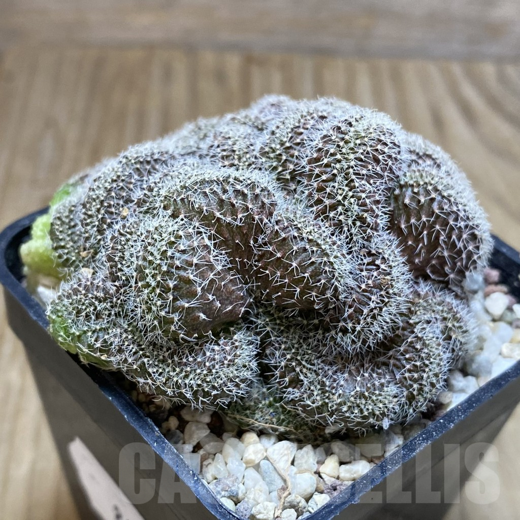 SH8905 Setiechinopsis mirabilis f. cristata - Obrázek 2