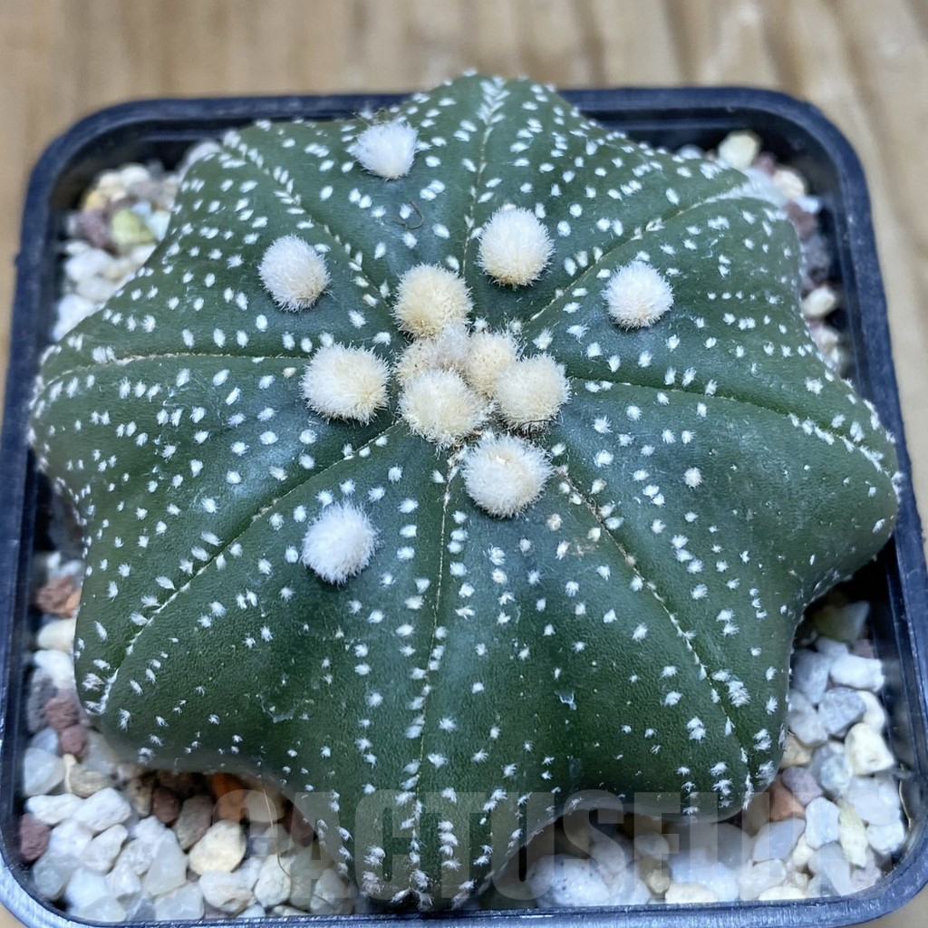 SH8907 Astrophytum asterias ‘Star Shape’