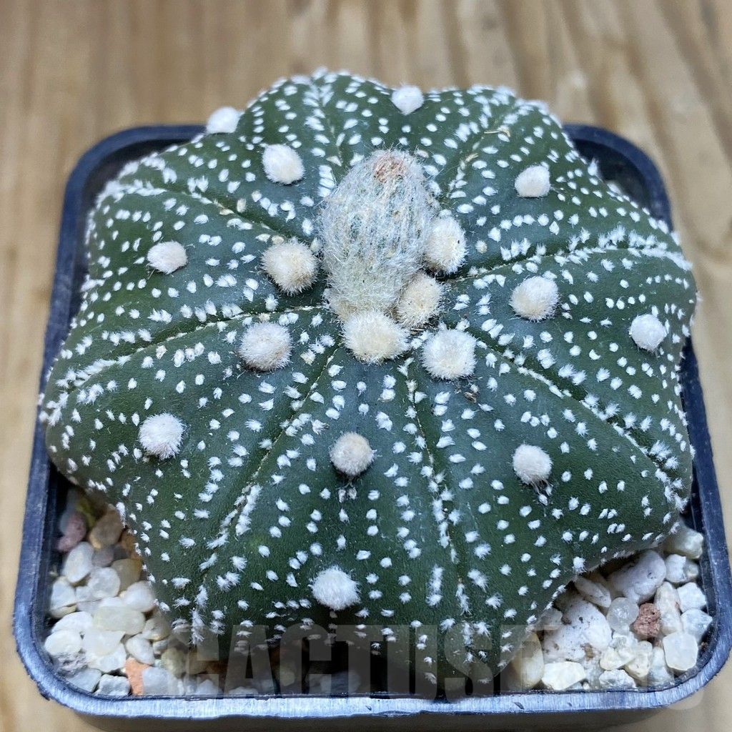 SH8908 Astrophytum asterias ‘Star Shape’