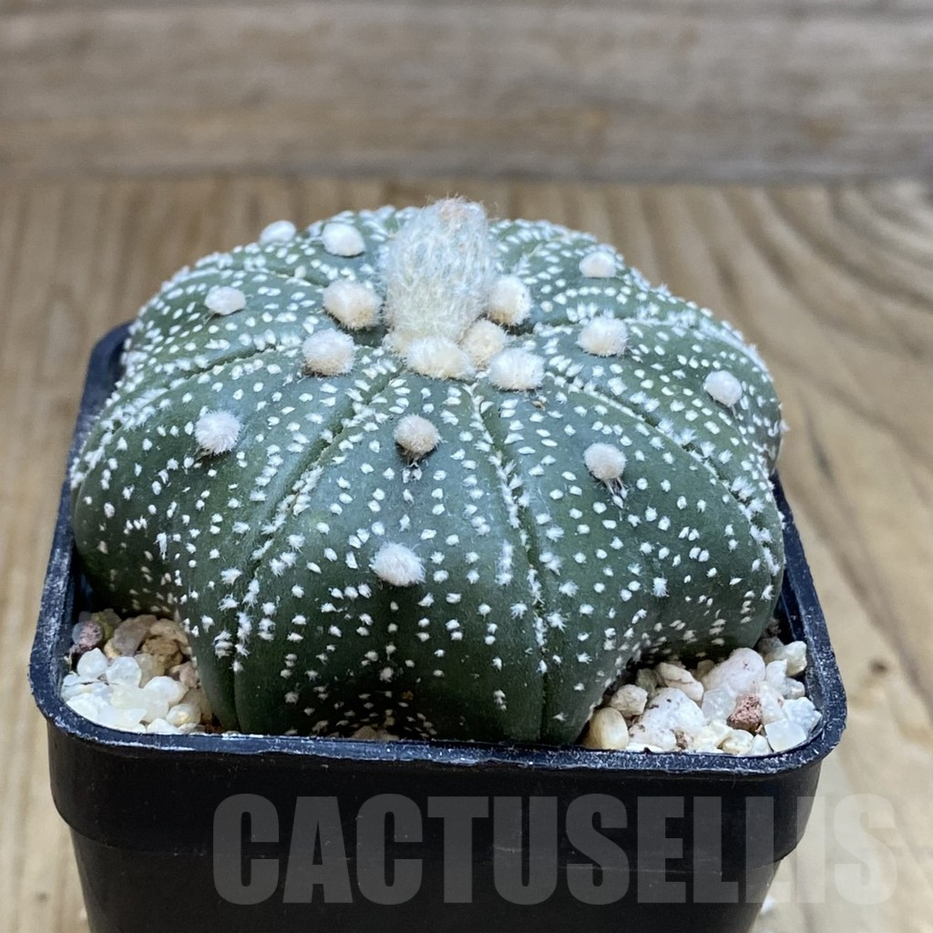 SH8908 Astrophytum asterias ‘Star Shape’ - Image 2