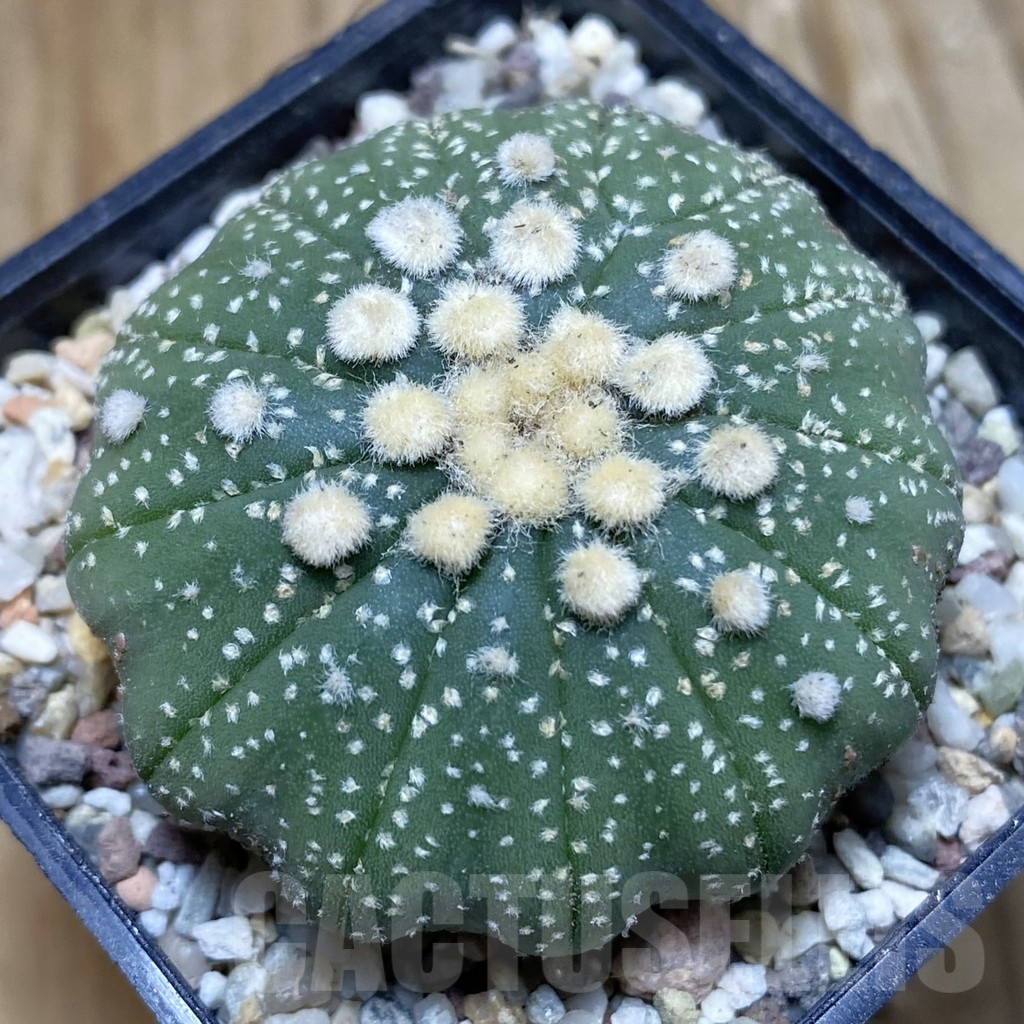 SH8909 Astrophytum asterias f. multicostatum