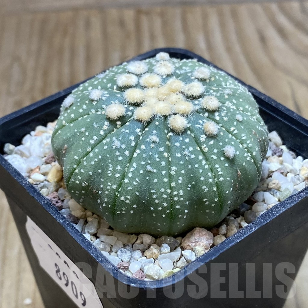 SH8909 Astrophytum asterias f. multicostatum - Image 2