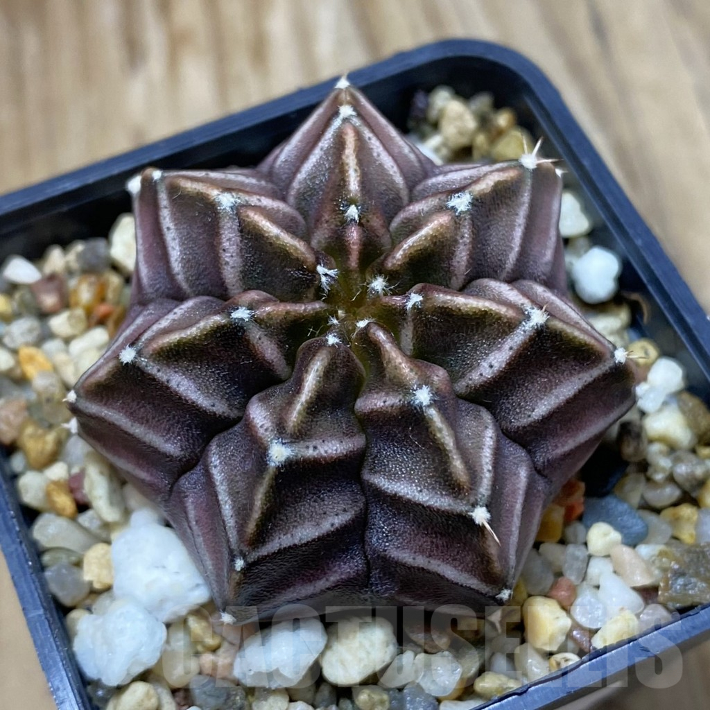 SH9045 Gymnocalycium mihanovichii 'Nana' x ‘Day Dream’, seedling