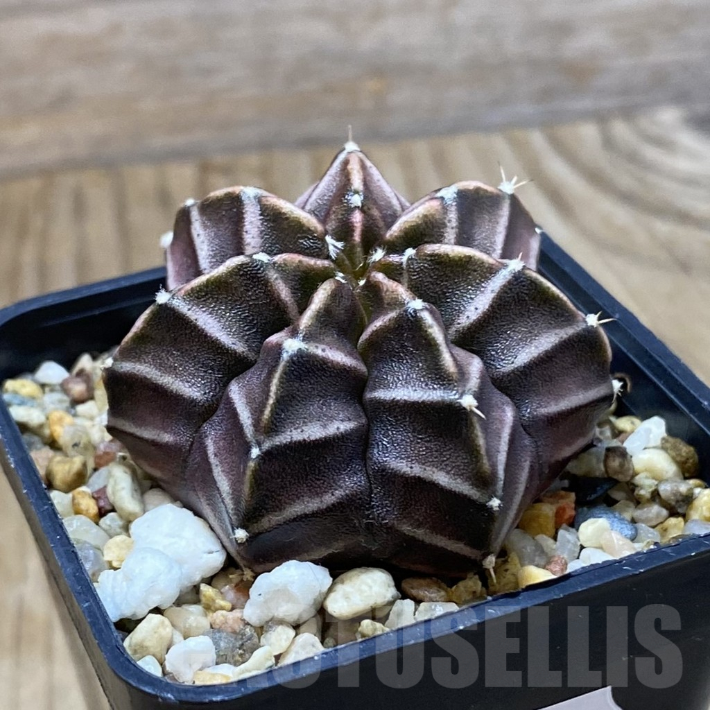 SH9045 Gymnocalycium mihanovichii 'Nana' x ‘Day Dream’, seedling - Obrázek 2