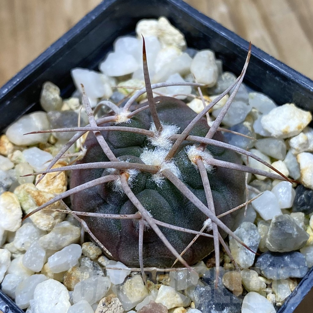 SH9046 Gymnocalycium coloradense VS 809