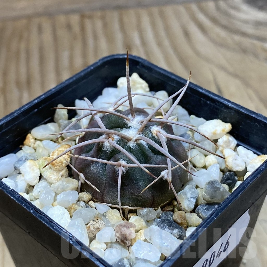 SH9046 Gymnocalycium coloradense VS 809 - Image 2