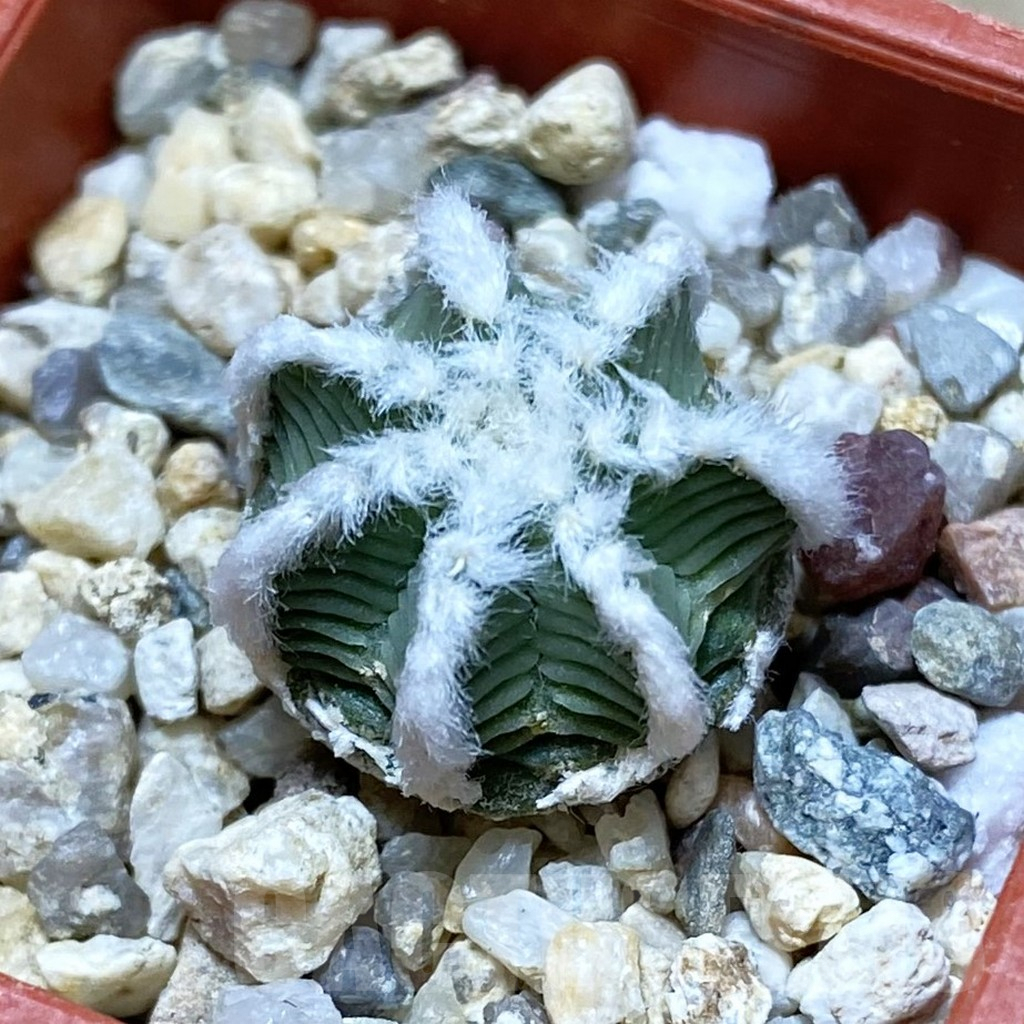 SH9015 Aztekium hintonii