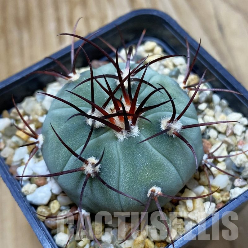 SH9048 Gymnocalycium cabreraense VOS 2122