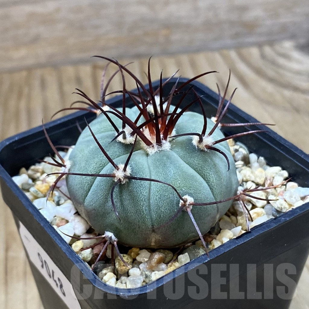 SH9048 Gymnocalycium cabreraense VOS 2122 - Image 2