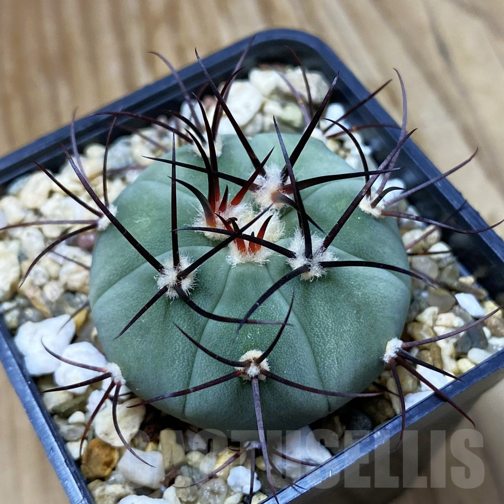 SH9049 Gymnocalycium cabreraense VOS 2122