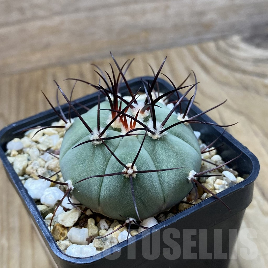 SH9049 Gymnocalycium cabreraense VOS 2122 - Obrázek 2