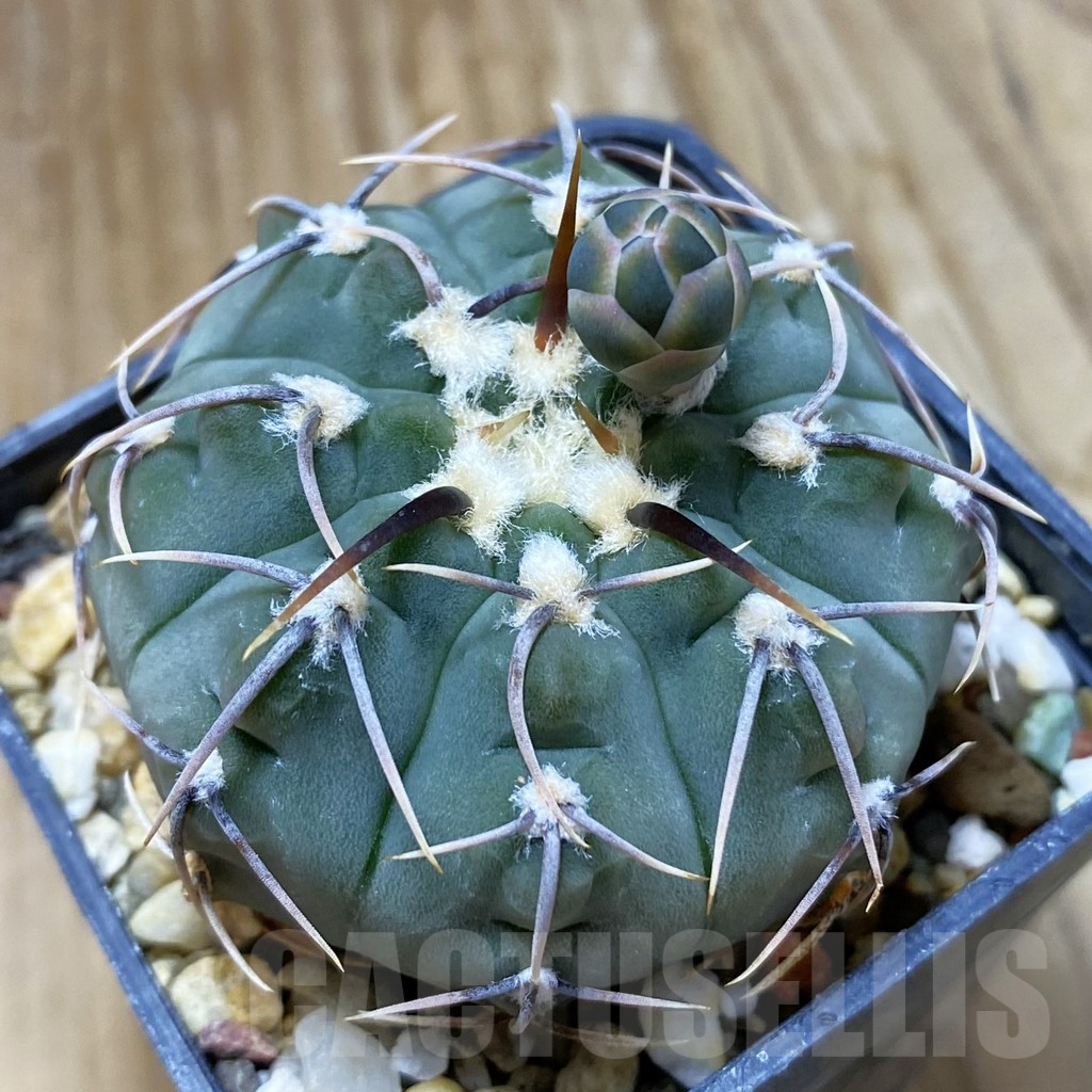 SH9051 Gymnocalycium vatteri
